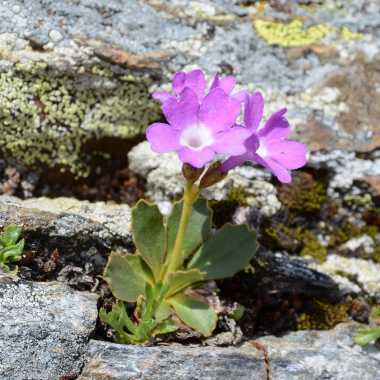 Primula daonensis / Primula di Val Daone